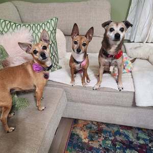 Team Page: The Golden Girls